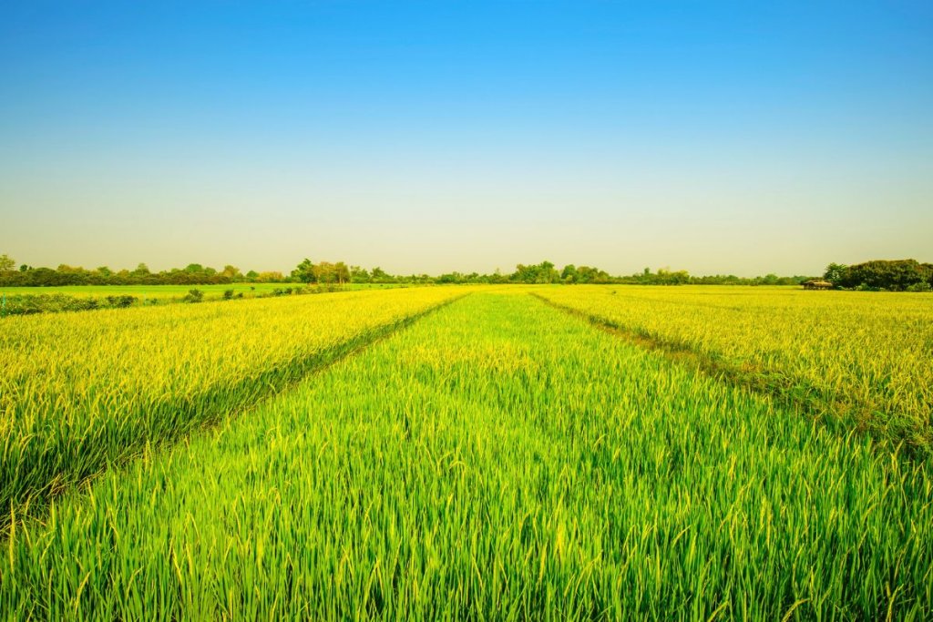 How to Grow Basmati Rice: A Complete Guide to Cultivation, Seeds & Harvesting